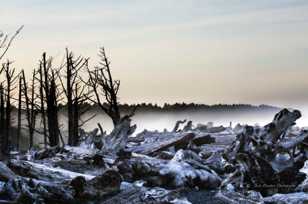 Driftwood in Rialto Beach morning mists-2301